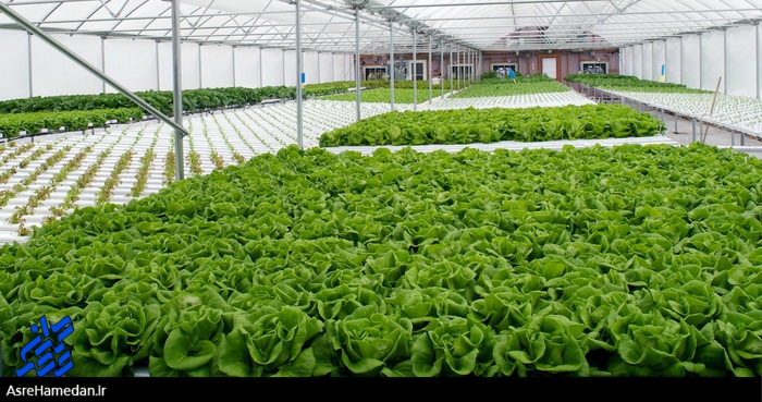 ۱۱۷هکتار کشت گلخانه ای در همدان انجام می شود