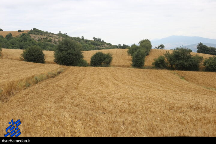 برنامه اجرای طرح جهش تولید در  ۳۱۹۹۰ هکتار از دیمزارهای شهرستان فامنین