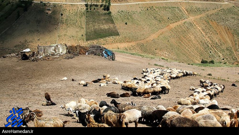 آخورهای خالی از علوفه/دام هایی که روزهاست چرا نرفته اند