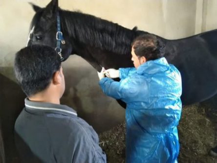 آغاز انجام تست مشمشه در اسب داری های شهرستان بهار