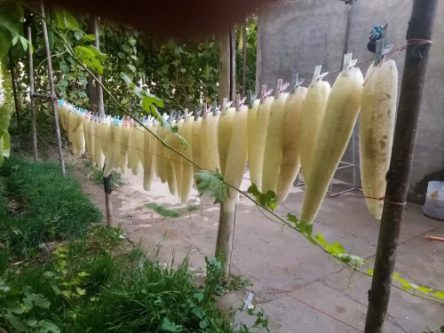 وقتی با لوفا لیف می‌سازند/ تنها تولیدکننده لیف از گیاه در جهان