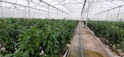 گزارشی از گلخانه پیشرفته هیدروپونیک نهاوند/ افزایش صادرات به روسیه با افتتاح فاز جدید در دهه فجر+ تصاویر