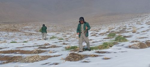 توزیع ۵ تن علوفه برای وحوش منطقه حفاظت شده‌ی ملوسان/ تشکیل ۸ پرونده برای شکارچیان غیرمجاز
