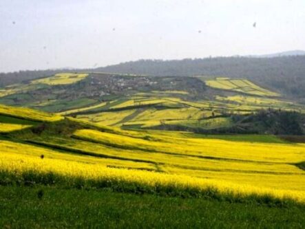 کاهش ۱۳۰۰ هکتاری سطح زیر کشت سیب زمینی در همدان
