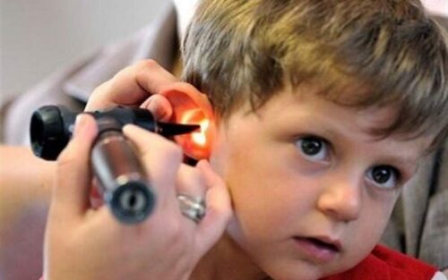 کاشت ۴۲۸ حلزون موفق در استان