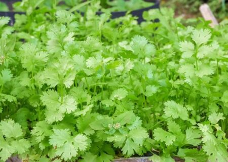 تولید بیشترین گشنیز کشور در نهاوند