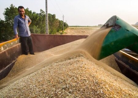 مرکز و سکوی تخلیه گندم در تعاونی طویلان سفلی احداث شد