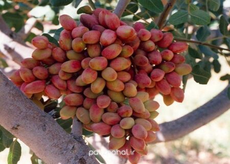 نهاوند مستعد کشت درخت پسته است