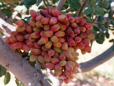 نهاوند مستعد کشت درخت پسته است