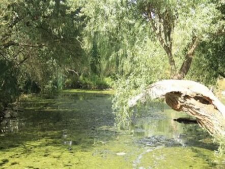 ثبت ملی چشمه شاهنجرین درگزین به استاندارد  ابلاغ شد