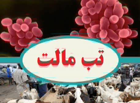 تب مالت، چالش اصلی دانشگاه علوم پزشکی همدان