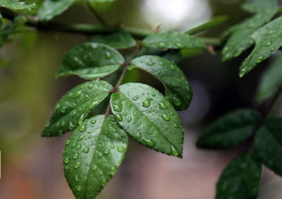 افزایش ابرناکی و بارش پراکنده در آسمان استان