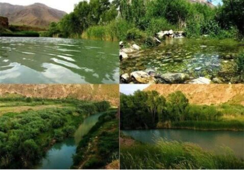 افزایش ۳۰ درصدی جمعیت قوچ‌ها در منطقه حفاظت‌شده ملوسان نهاوند