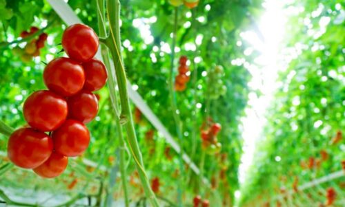 صیفیکاران چشمانتظار حمایت مسئولان/ هزینههای بالا و افت قیمت بلای جان تولید