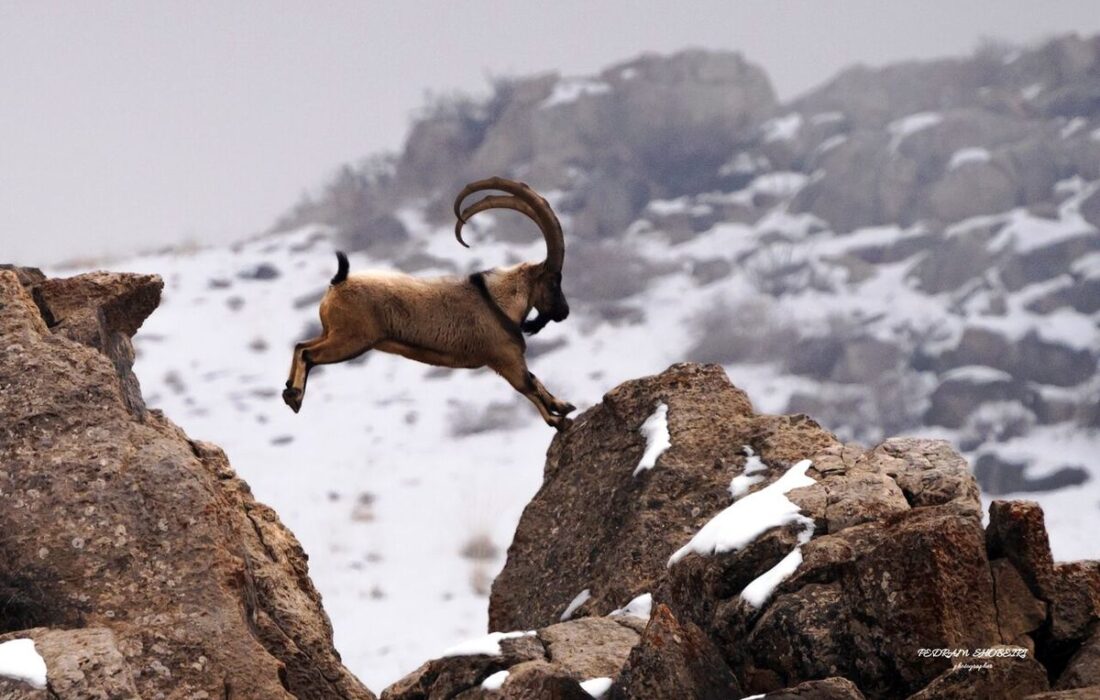 دستگیری شکارچیان غیر مجاز یک رأس قوچ در منطقه حفاظت شده ملوسان
