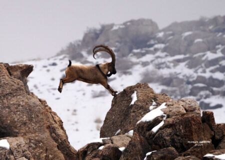 دستگیری شکارچیان غیر مجاز یک رأس قوچ در منطقه حفاظت شده ملوسان