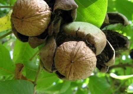 تویسرکان میزبان بازرسان فائو برای ثبت جهانی گردو