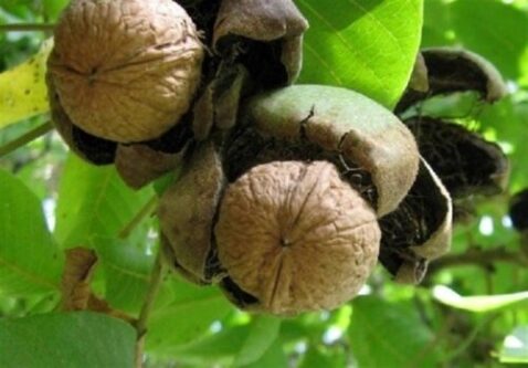 تویسرکان میزبان بازرسان فائو برای ثبت جهانی گردو