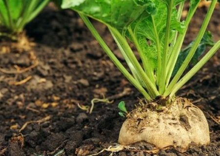 پیش‌بینی برداشت ۲۰۰ هزار تن چغندرقند در شهرستان