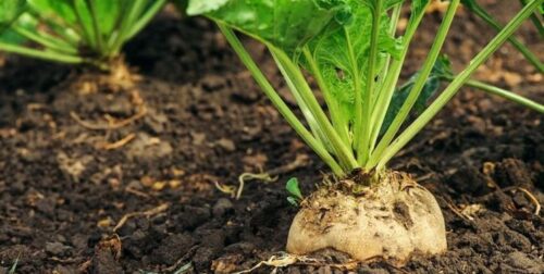 پیش‌بینی برداشت ۲۰۰ هزار تن چغندرقند در شهرستان