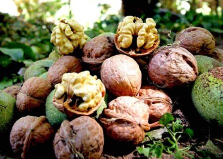 سرمایه‌گذاری در جوان‌سازی گردوها