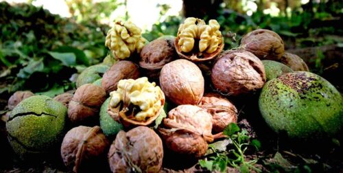 سرمایه‌گذاری در جوان‌سازی گردوها