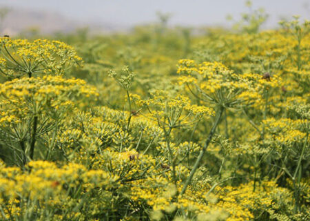 سرمایه‌گذار در حوزه صنایع تبدیلی رازیانه وجود ندارد