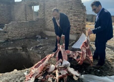 ضبط و معدوم‌سازی ۳ لاشه گوسفند در نهاوند