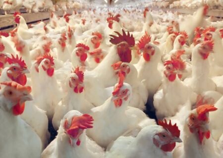 زمستان امسال گاز مرغداری‌ها و گلخانه‌ها قطع نمی‌شود