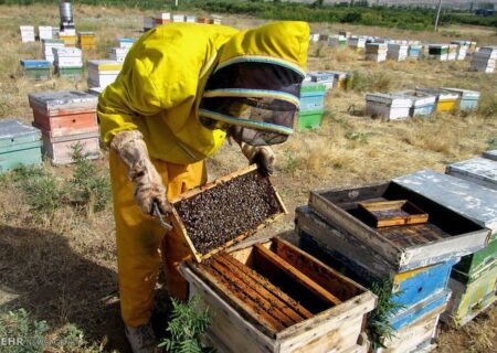 فعالیت ۱۵۲ زنبورستان در نهاوند