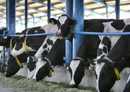 اقدام عملی مسئولان نسبت به تعطیلی نیمی از دامداری‌های نهاوند