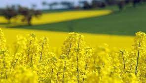 افزایش ۱۰۰ در صدی کشت کلزا در همدان