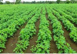 وجود تعاونی‌ها امیدبخش کشاورزان است