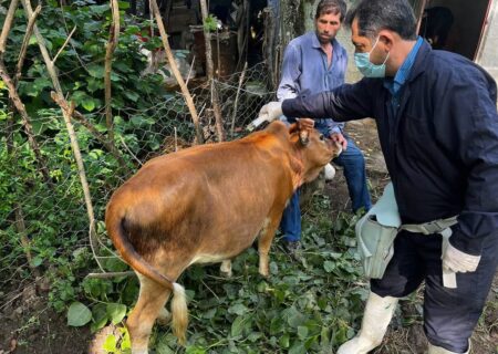 امنیت غذایی هدف والای اردوی جهادی دامپزشکان ملایری