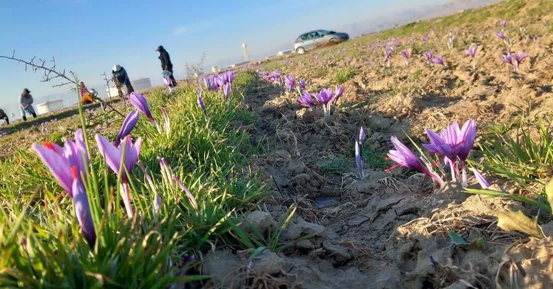 زعفران ملایر، گنجی ارزشمند در رنگارنگی طبیعت