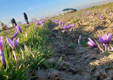 زعفران ملایر، گنجی ارزشمند در رنگارنگی طبیعت