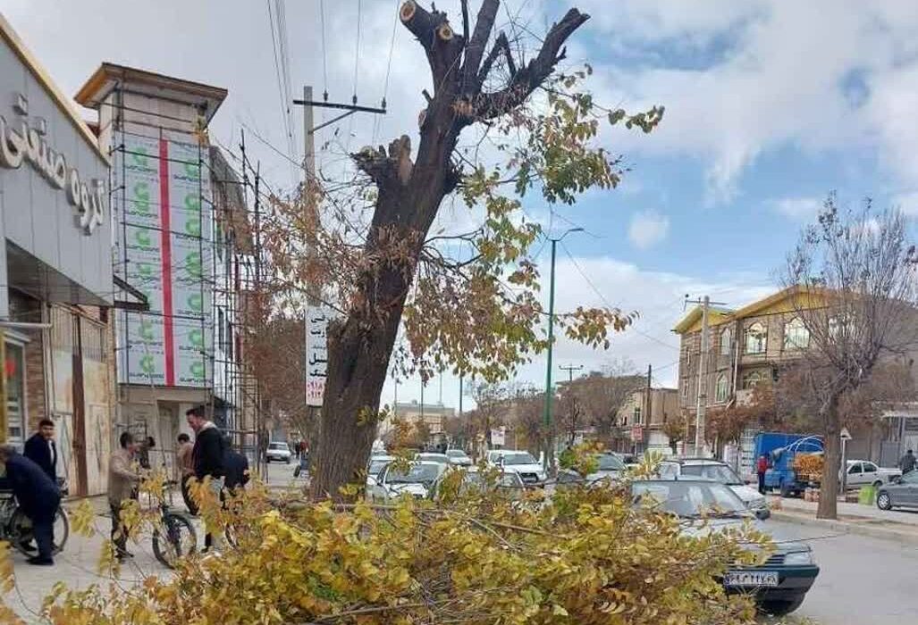 درختان سربریده شهر، شاهکار جدید شهرداری کبودراهنگ