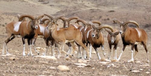 دستگیری شکارچیان ۴ رأس بز کوهی در نهاوند