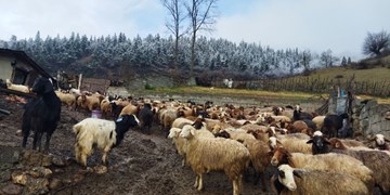 مولدسازی روستاهای همدان با اجرای طرح هر روستا ۱ دامداری