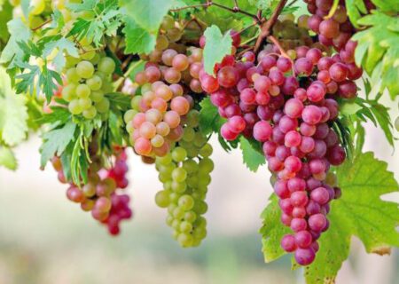 تعهدات ارزی، چالش صادرات کشمش ملایر