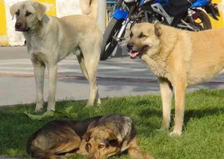 سگ‌های ولگرد، در کمین شهر