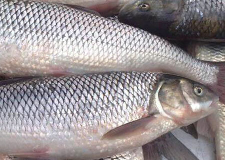 جشنواره طبخ آبزیان و غذاهای دریایی در استان همدان