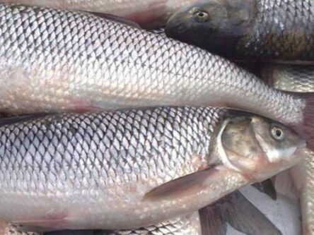 جشنواره طبخ آبزیان و غذاهای دریایی در استان همدان