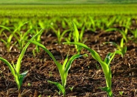 همدان پایلوت اجرای الگوی کشت