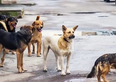 وحشت، بیماری و معضل سگ‌های بلاصاحب