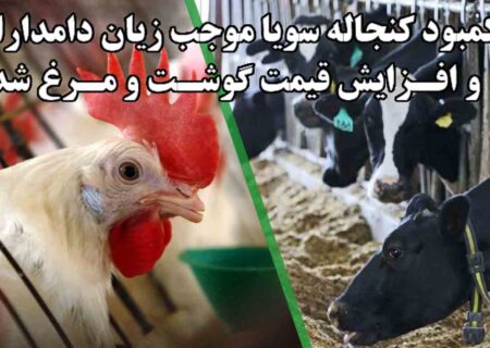 افزایش هزینه تولید و کمبود کنجاله سویا موجب بالا رفتن قیمت گوشت