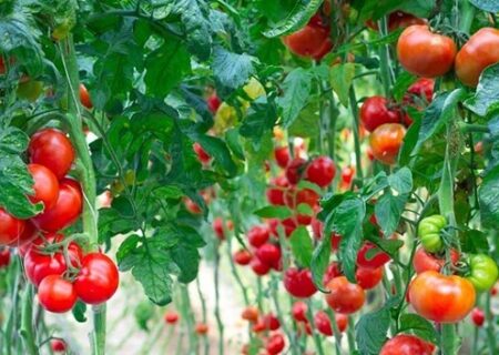 تولید ۱۴ هزار تن انواع محصولات گلخانه‌ای در کبودراهنگ