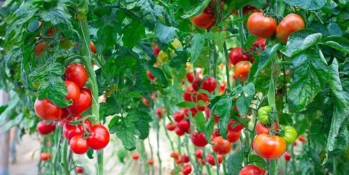 تولید ۱۴ هزار تن انواع محصولات گلخانه‌ای در کبودراهنگ