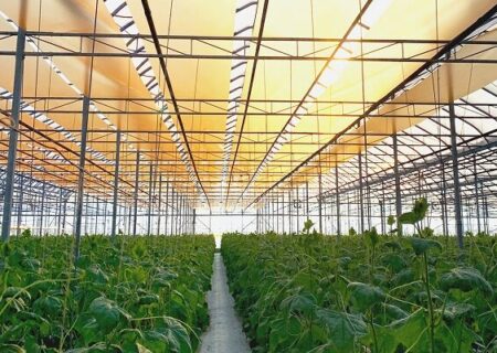 گازرسانی به گلخانه‌ها، سکوی رشد تولید استان همدان