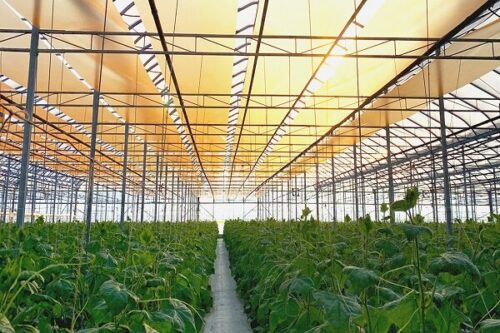 گازرسانی به گلخانهها، سکوی رشد تولید استان همدان